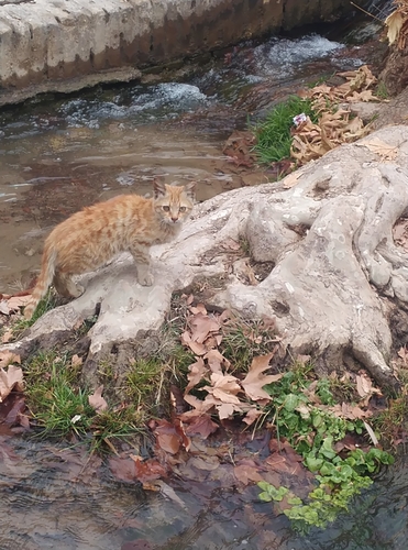 Domestic Cat