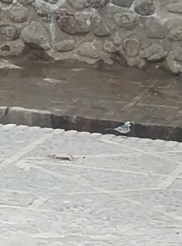 White Wagtail