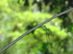 Orolestes selysi