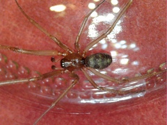 Steatoda grossa