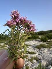 Thymus striatus, photograph author not stated, no rights reserved