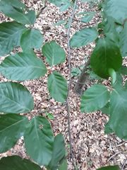 Fagus sylvatica