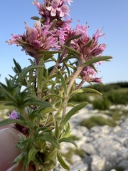 Thymus striatus, photograph author not stated, no rights reserved