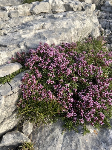 Thymus striatus, photograph 6