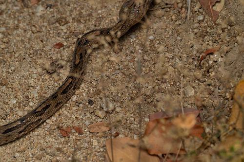 Western Lyre Snake