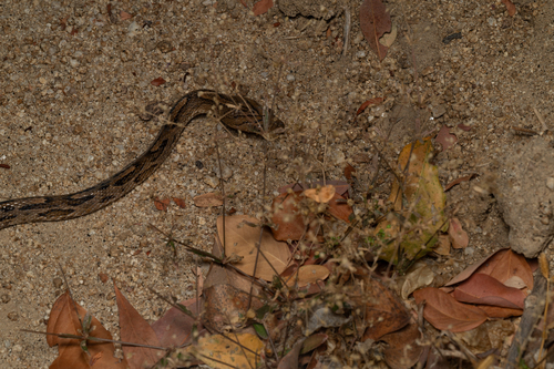 Western Lyre Snake