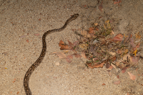 Western Lyre Snake