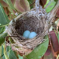 Zosterops senegalensis