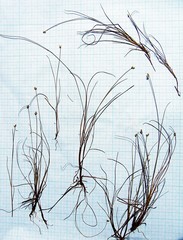 Carex tenuiflora