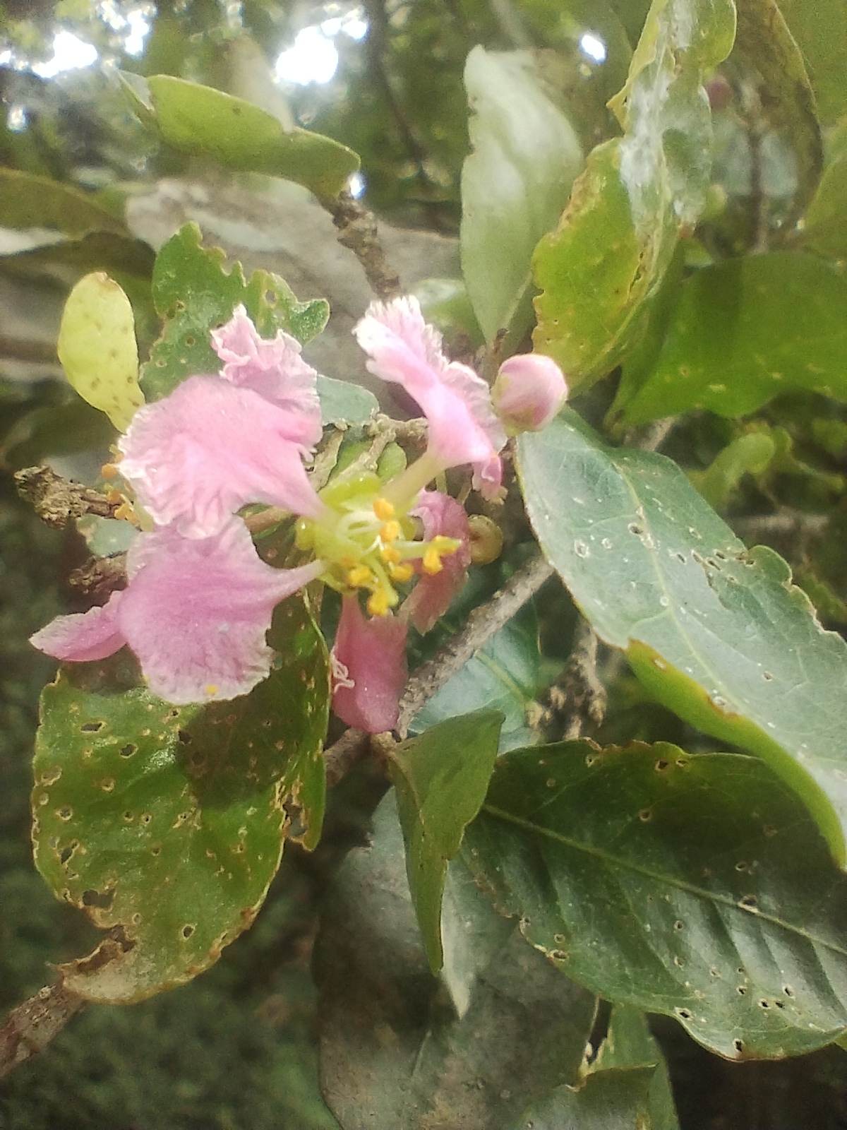 Imagem de Acerola