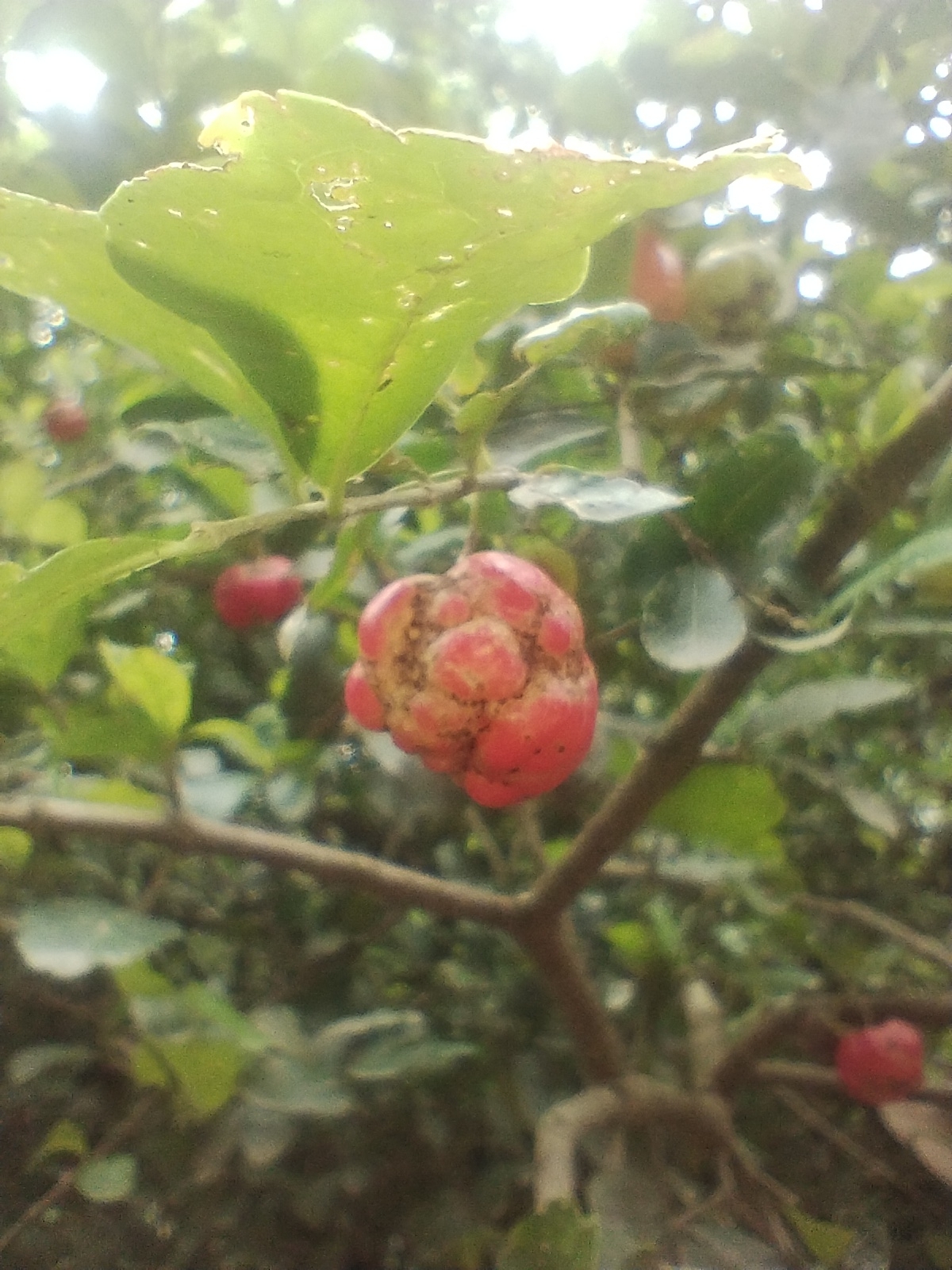 Imagem de Acerola