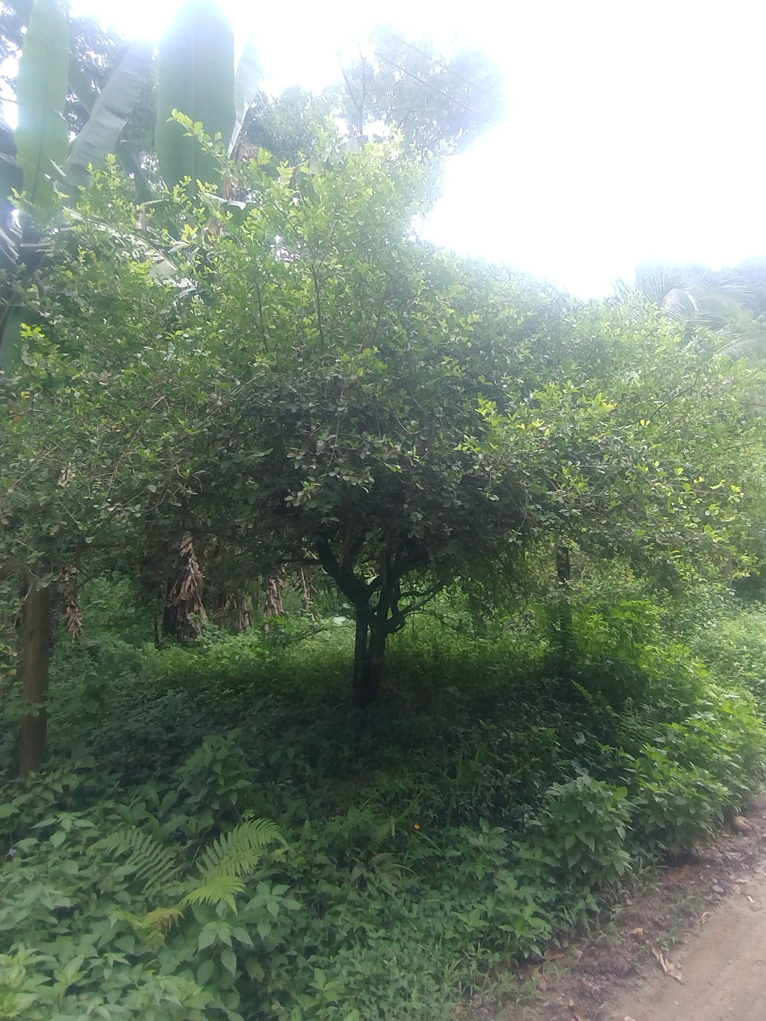 Imagem de Acerola