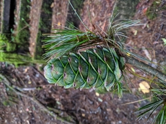 Pinus armandi mastersiana