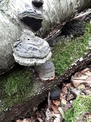 Fomes fomentarius