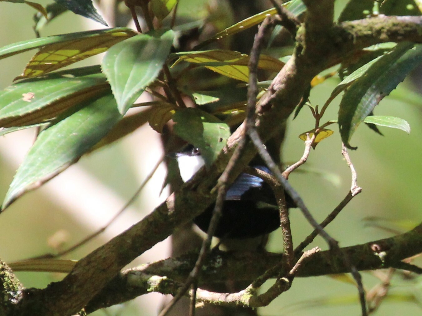 White-ruffed Manakin (Corapipo altera), photo 10