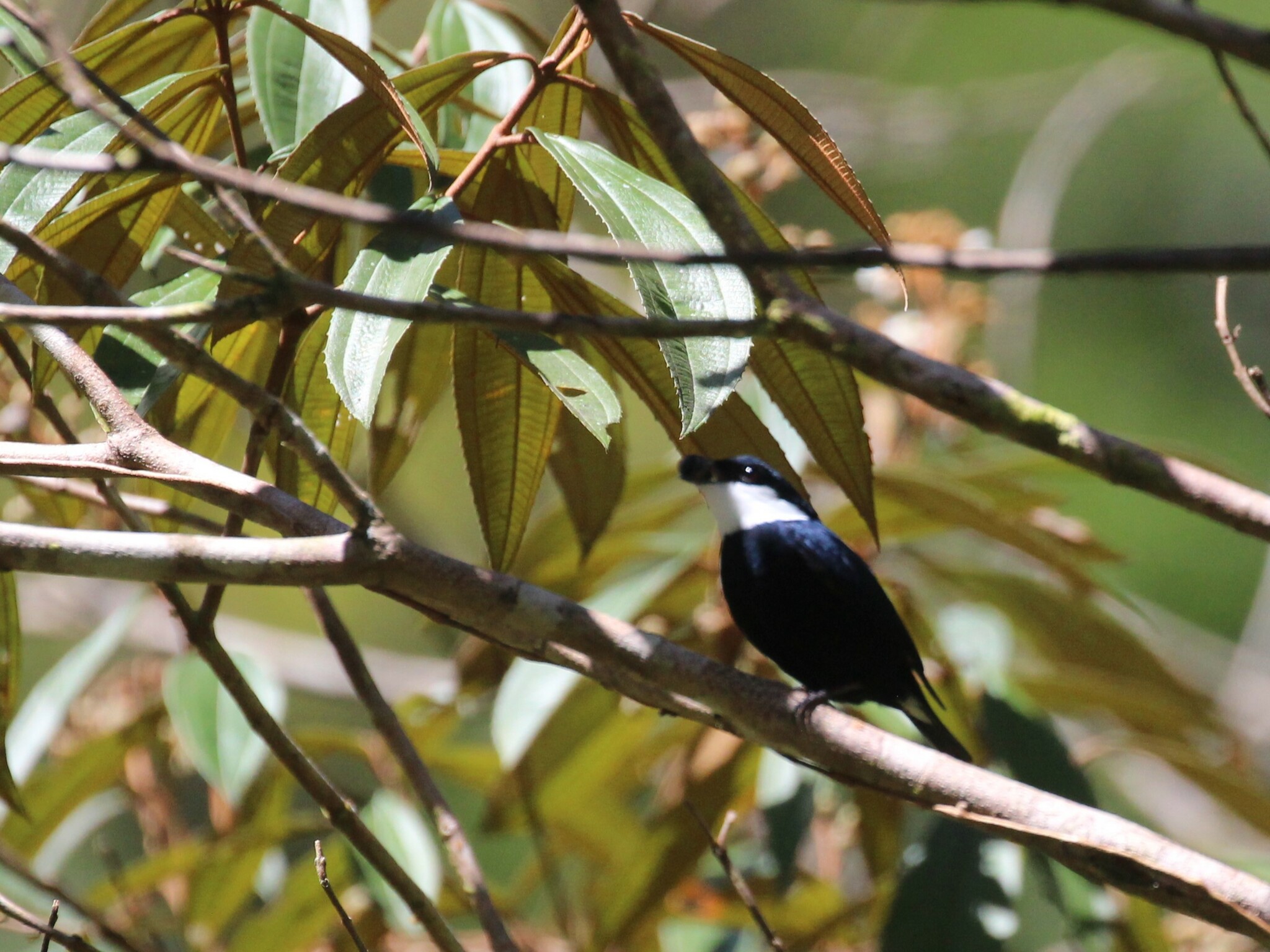White-ruffed Manakin (Corapipo altera), photo 9
