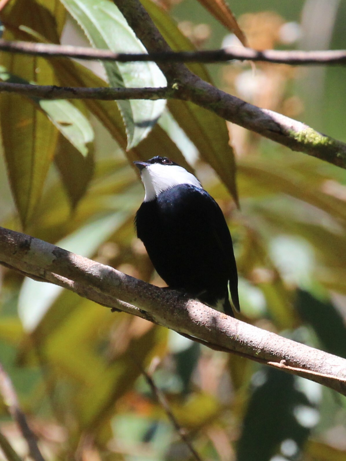 White-ruffed Manakin (Corapipo altera), photo 8