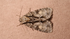 Acronicta strigosa