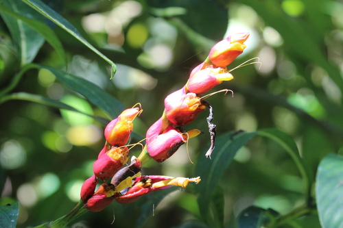 Sanchezia oblonga