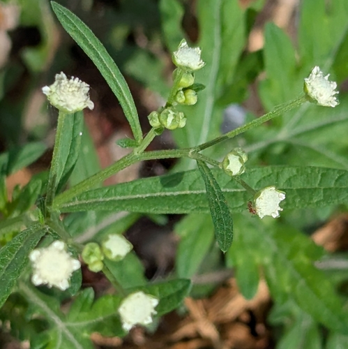 Parthenium hysterophorus