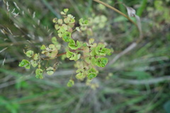 Euphorbia stricta