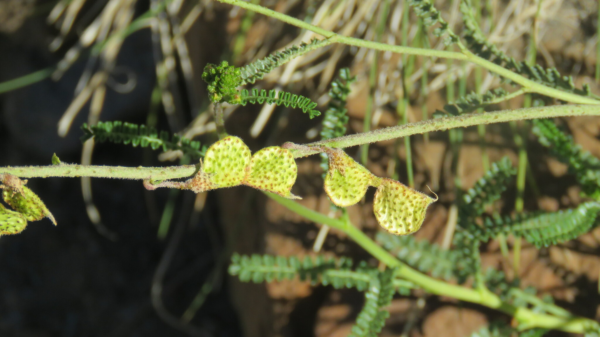 Imagem de Amor-do-campo