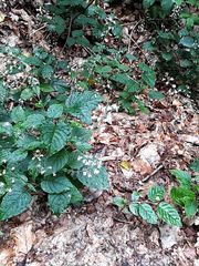 Circaea lutetiana