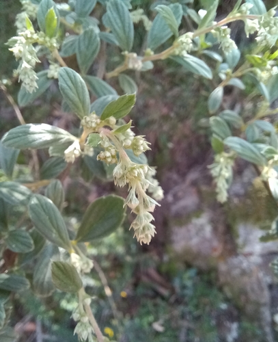Image of Holodiscus Argenteus (Holodiscus argenteus) by no rights reserved