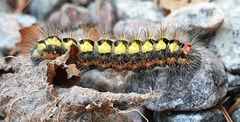 Acronicta cinerea