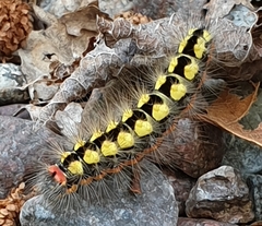 Acronicta cinerea