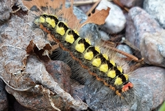 Acronicta cinerea