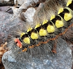 Acronicta cinerea