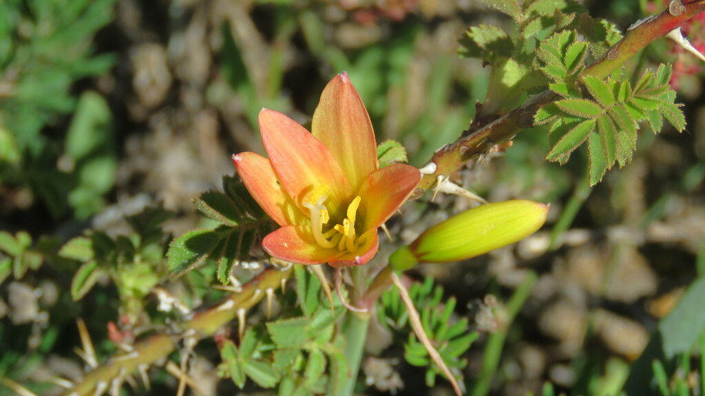 Zephyranthes araucana; photograph Ariadna Tripaldi, CC BY, iNaturalist via GBIF