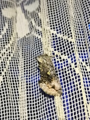 Syngrapha interrogationis