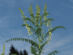 Astragalus galegiformis