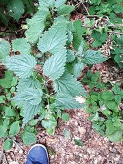 Urtica dioica