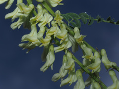 Astragalus galegiformis
