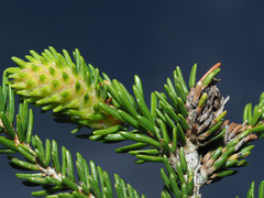 Pineus orientalis
