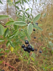 Gewöhnlicher Liguster (Ligustrum vulgare): Herkunft und Verwendung — Foto 2