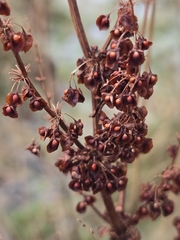 Rumex crispus — photo 3
