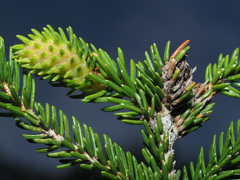 Pineus orientalis