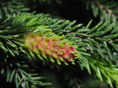 Pineus orientalis