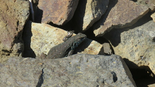 Blue Tree Iguana, Liolaemus coeruleus
