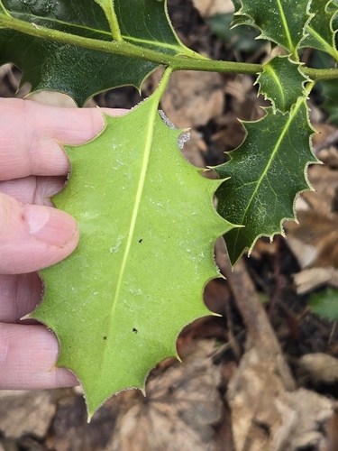 Ilex aquifolium