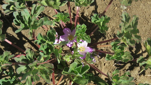 Geranium sessiliflorum, photograph 5