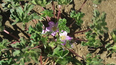 (c) Ariadna Tripaldi, some rights reserved (CC BY) Geranium sessiliflorum, photograph (c) Ariadna Tripaldi, some rights reserved (CC BY)