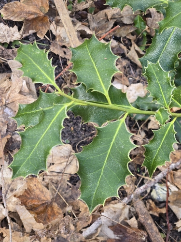 Ilex aquifolium