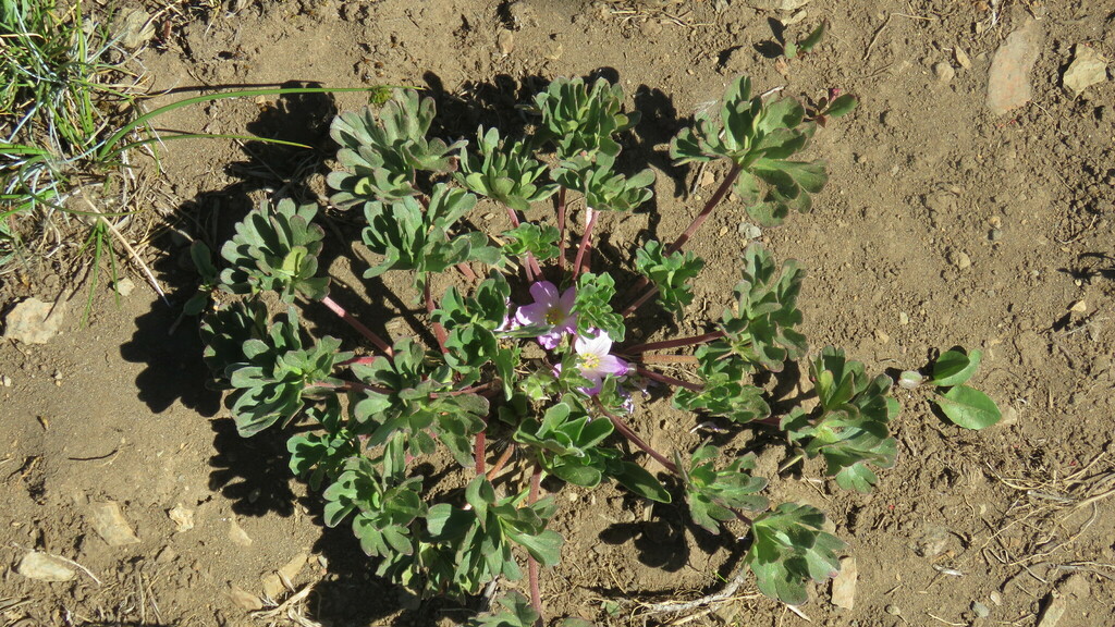 Geranium sessiliflorum; photograph (c) Ariadna Tripaldi, some rights reserved (CC BY)