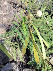 Leucaena leucocephala, recorded fruiting