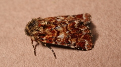 Anarta myrtilli